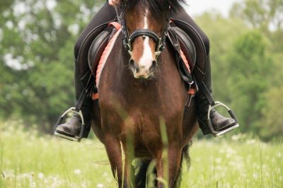 Rider Using Leg Aids to Communicate with Horse Horse and rider walking forward in a field demonstrating leg aid communication