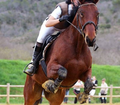 Rider Shifting Weight Forward Over a Jump Horse and rider clearing a jump outdoors with rider shifting weight forward in the saddle
