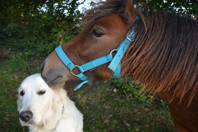 Shetland pony nuzzling a large white dog