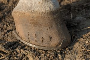 Shod Horse Hoof Horse hoof fitted with a metal horseshoe