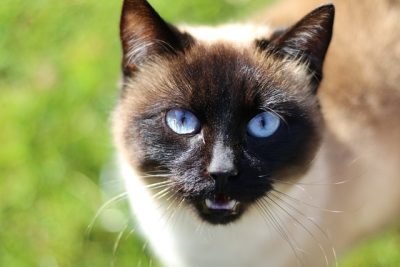 Siamese cat meowing directly at the camera, known for being one of the most vocal cat breeds