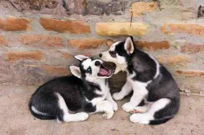 Two Siberian Husky puppies playing against a stone wall