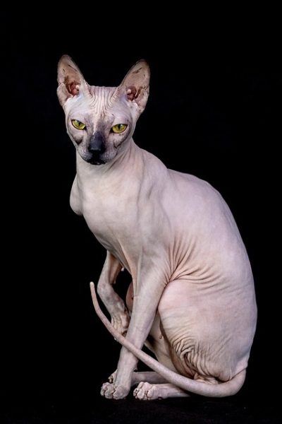 Sphynx cat sitting against a black background
