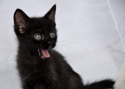 Surprised Black Kitten with Green Eyes Black kitten with wide green eyes looking startled
