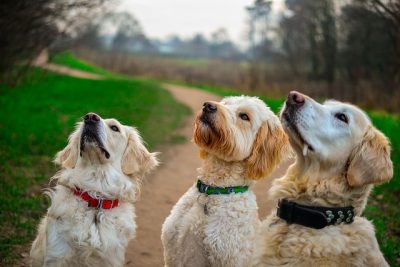 Three dogs looking up intently at a dog treat