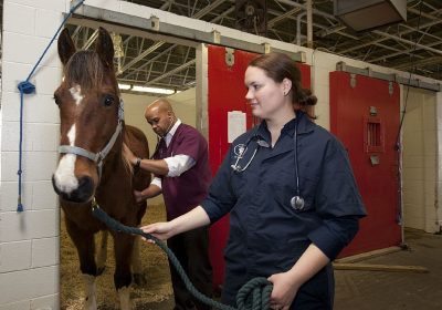 Veterinarian Checking a Pet’s Temperature Veterinarian examining a pet to determine if a prolonged abnormal temperature requires treatment