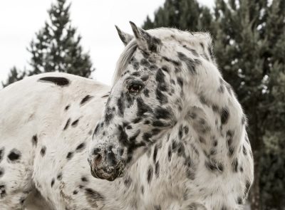Appaloosa Horse with Spotted Coat Black and white Appaloosa horse showing distinctive spotted coat pattern