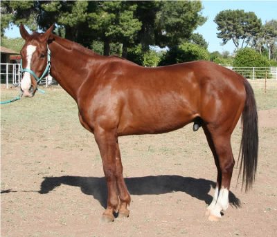Appendix Quarter Horse in a Paddock Appendix Quarter Horse standing in a paddock showing athletic build