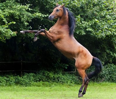 Arabian Horse Side Profile Arabian horse showing distinctive dished face and arched neck