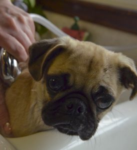 Dog being bathed at home with warm water and shampoo