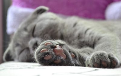 Underside of a cat's paw showing digital, metacarpal, and carpal pads