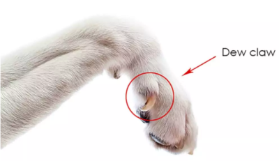 Close-up of a dog's dew claw on the inner leg