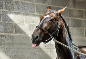 Brown horse being bathed and washed for coat care