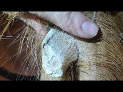 Horse Leg Showing a Chestnut Growth Close-up of a chestnut growth on the inside of a horse's leg