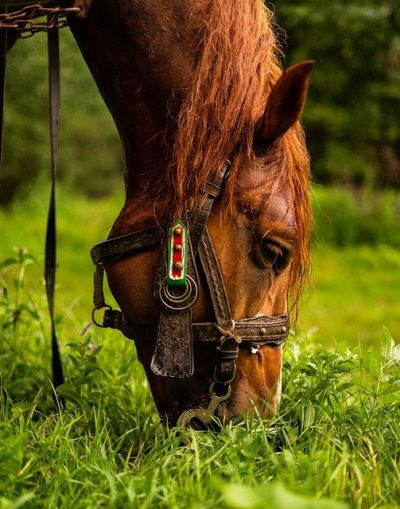Brown horse eating fresh green grass in a pasture