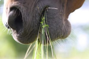 Horse eating green grass in a pasture