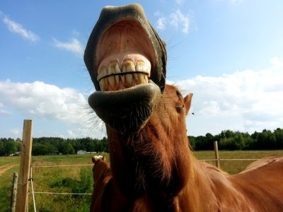 Horse curling upper lip in the flehmen response to detect scent