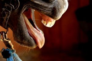 Close-up of a horse's open mouth showing teeth and tongue