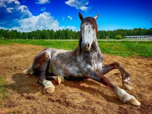 Horse lying down in a pasture for a full sleep cycle
