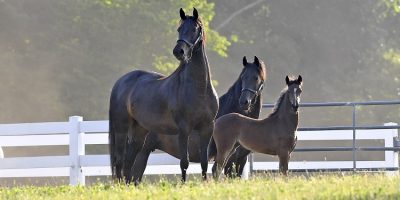 Group of Morgan Horses in a Pasture Group of Morgan horses standing together in a fenced pasture