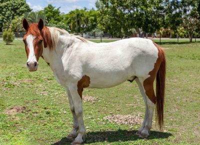 Paint Horse with Brown and White Coat Paint Horse standing in a pasture showing large brown and white patches