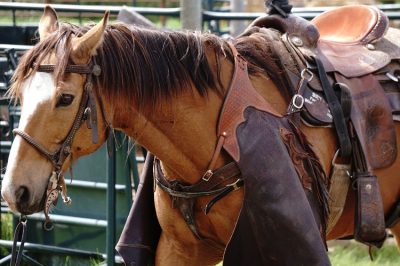 Saddled Quarter Horse Ready to Ride Quarter Horse saddled in a paddock showing compact muscular build