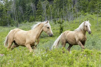Two Quarter Horses running together in an open field