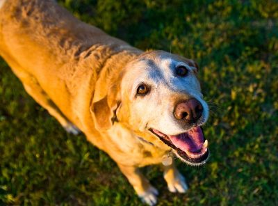 Senior Labrador Dog with White Muzzle Older yellow Labrador with a white face and muzzle showing age