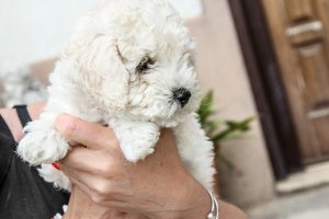 Young puppy being handled and groomed by its owner