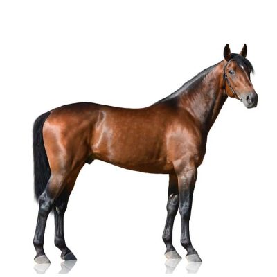 Thoroughbred Horse Athletic Build Thoroughbred horse showing lean build and long legs