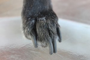 Close-up of a dog's nails being trimmed with nail clippers