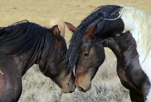 Two Wild Horses Nuzzling Each Other Two wild horses nuzzling in an open pasture