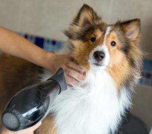 A Blow Dryer Helps Fully Dry a Thick Winter Coat Blow dryer being used to dry a dog's coat