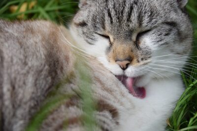 Gray and white cat grooming himself