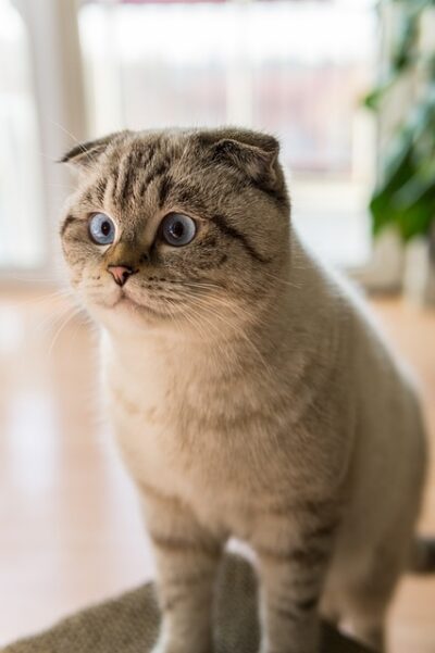 Cat with blue eyes