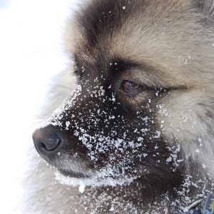 Cold, Dry Air Contributes to Dry Skin in Dogs Dog outside in cold, dry winter air