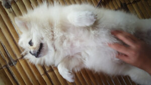 A Gentle Massage Helps Winter Dry Skin Dog being gently massaged with moisturizer