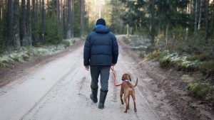 Dogs Still Need Walks in Winter Dog walking outside in snowy, cold conditions