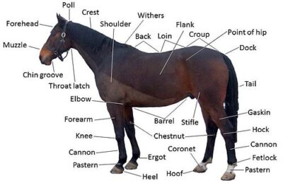 Equine Anatomy Reference for Checking Body Warmth Diagram of horse anatomy showing the elbow and stifle