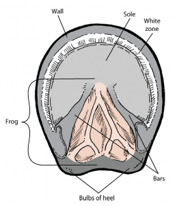 Equine Hoof Anatomy Diagram Diagram of horse hoof anatomy showing the frog and heel