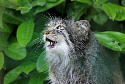 Cat meowing outside