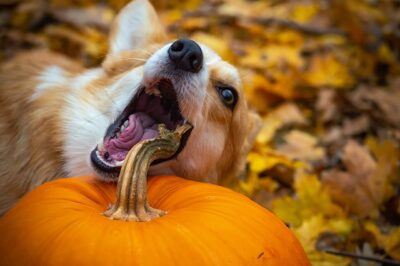 Corgi dog chewing on a pumpkin stem