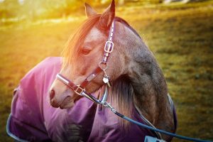 Horse wearing a blanket outside in cold weather