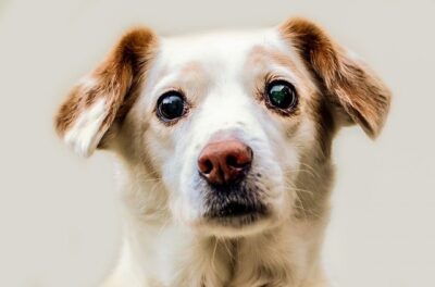 Large puppy eyes from a brown and white puppy
