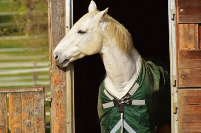 A Properly Fitted Horse Blanket Prevents Injury Blanketed horse looking out of a barn door