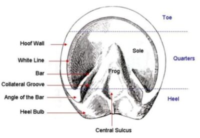 Diagram of horse hoof anatomy