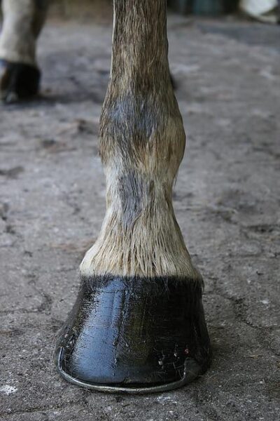Close-up of a healthy, well-maintained horse hoof
