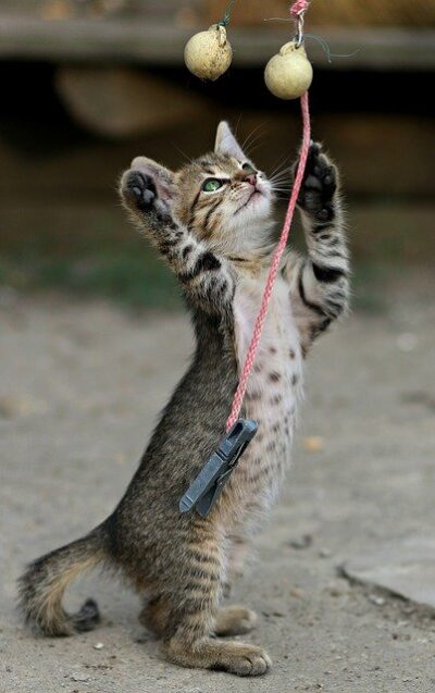 Cat playing with an interactive toy