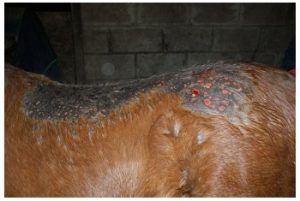 Rain Rot in Horses Horse coat showing signs of rain rot, or rain scald