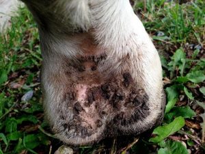 Scratches (Pastern Dermatitis) in Horses Horse with scratches, or pastern dermatitis, on the lower leg
